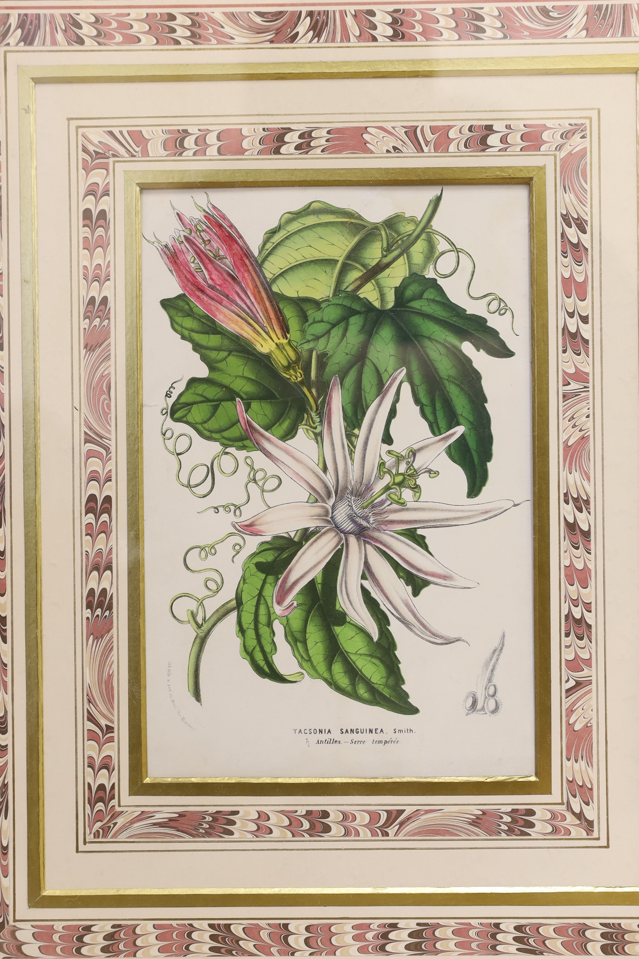 A set of four Victorian hand coloured lithographs of exotic garden flowers, 23 x 15cm